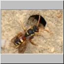 Nomada fucata - Wespenbiene w02.jpg
